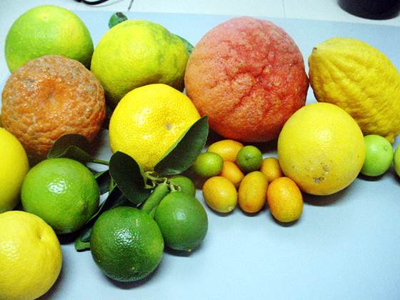 As frutas são alimentos obrigatórios para uma boa alimentação. Foto Flickr @Agriculturasp As frutas são alimentos obrigatórios para uma boa alimentação