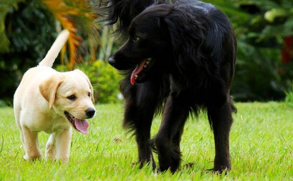 Cachorro. Foto Flickr @jonycunha Cachorro