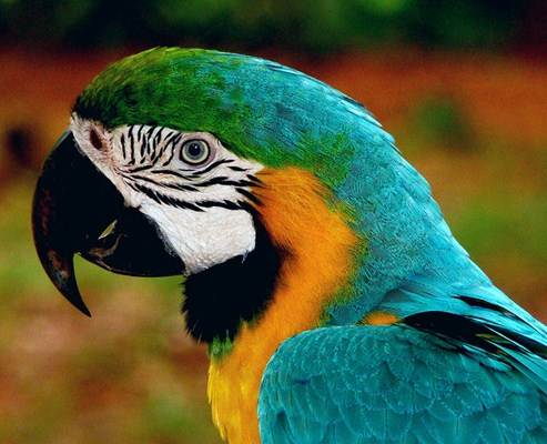 A arara é considerada um animal exótico, e para ser domesticada é necessário a altorização do IBAMA. Foto Flickr @Ana_Cotta A arara é considerada um animal exótico, e para ser domesticada é necessário a altorização do IBAMA