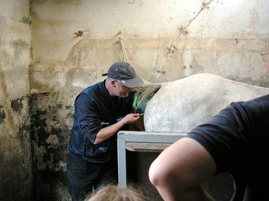 Ato da inseminação. Foto Flickr @IrishFireside Ato da inseminação