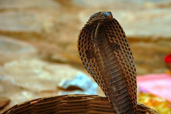 A naja é a cobra preferida dos encantodores e criadores. Foto Flickr @RussBowling A naja é a cobra preferida dos encantodores e criadores