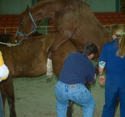 Coleta de sêmen. Foto Flickr @eXtensionHorses Coleta de sêmen