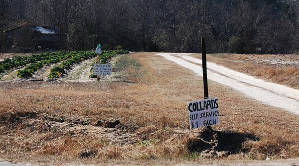 São detalhadas as limitações da plantação e das estradas. Foto Flickr @Donald Lee Pardue São detalhadas as limitações da plantação e das estradas