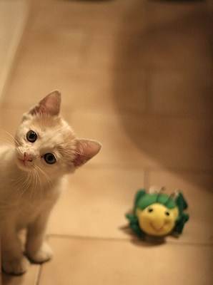 Gato. Foto Flickr @lastquest Gato
