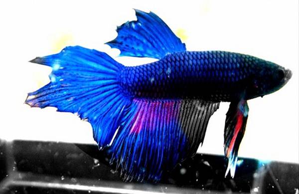 O peixe beta é uma espécie que não vive em comunidade. Foto Flickr @SantaRosa OLD SKOOL O peixe beta é uma espécie que não vive em comunidade