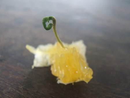 Germinação de uma semente de laranja. Foto Flickr @SantaRosa OLD SKOOL Germinação de uma semente de laranja