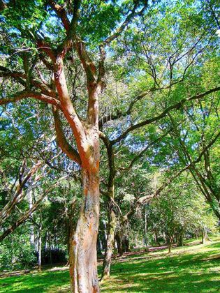Àrvore pau-brasil. Foto Flickr @mauroguanandi Àrvore pau-brasil