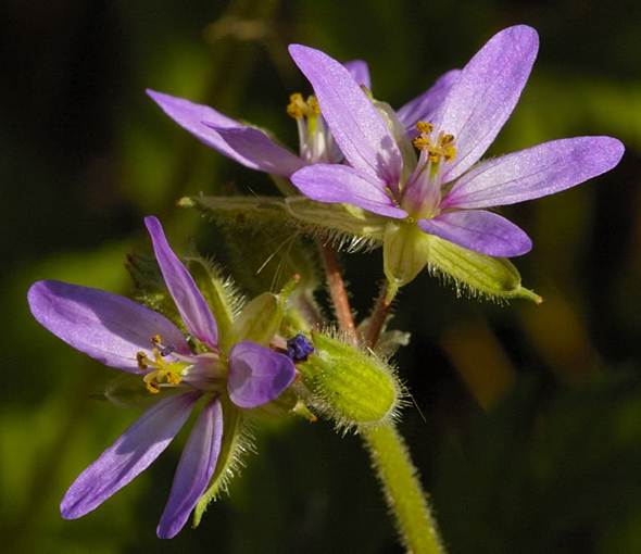 Flor Bico de Cegonha Flor Bico de Cegonha