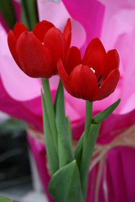 Tulipa vermelha. Foto Flickr @Flavia Mariani Tulipa vermelha
