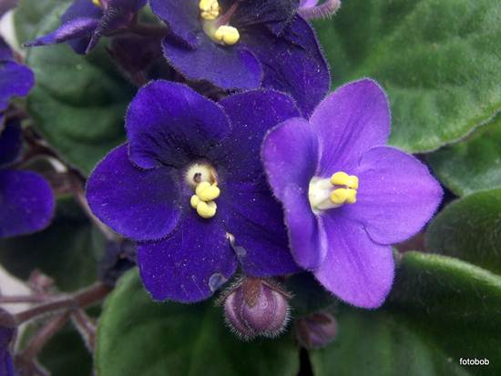 Violeta Violeta