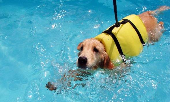 Quando há piscinas a natação é incluída nos exercícios diários dos cães Quando há piscinas a natação é incluída nos exercícios diários dos cães