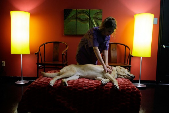 De acordo com o pet-hotel, o dono pode incluir massagens diárias em seus animais De acordo com o pet-hotel, o dono pode incluir massagens diárias em seus animais