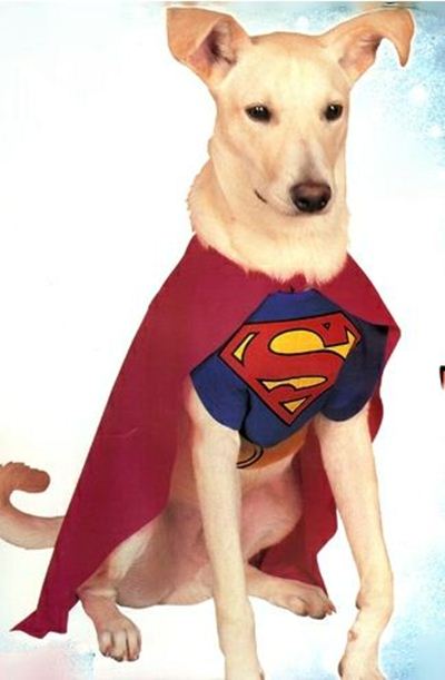 Fantasias Uberaba para animais de estimação