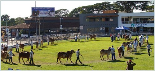 MegaLeite Uberaba 2012 Pista de Julgamento MegaLeite Uberaba 2012 Pista de Julgamento