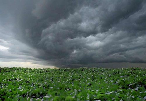 A previsão de tempo em Uberaba influencia na agricultura