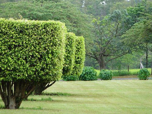 Jardim em Peirópolis Jardim em Peirópolis